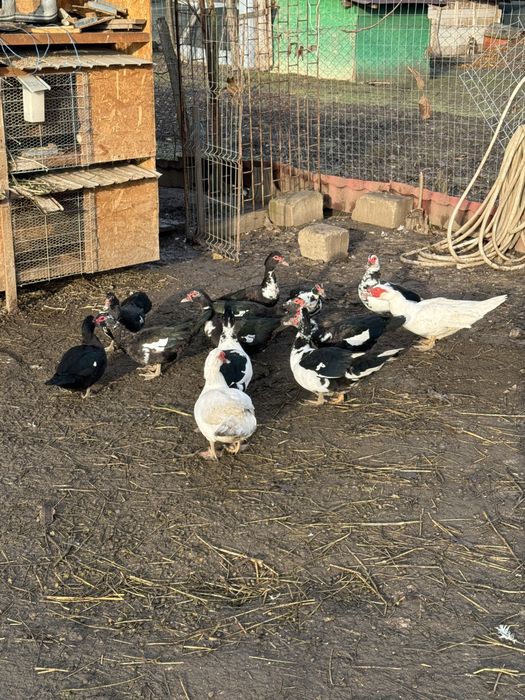 Rate mute de vanzare