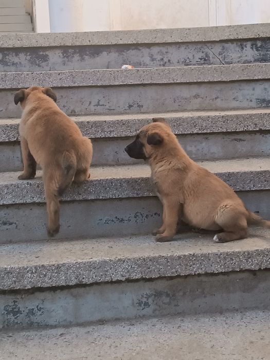 Белгийска овчарка -Малиноа.