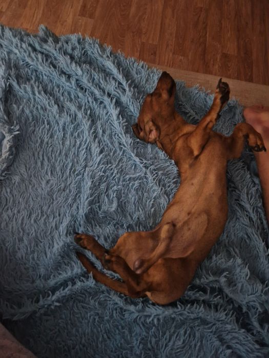 Мальчик такса ищет подругу