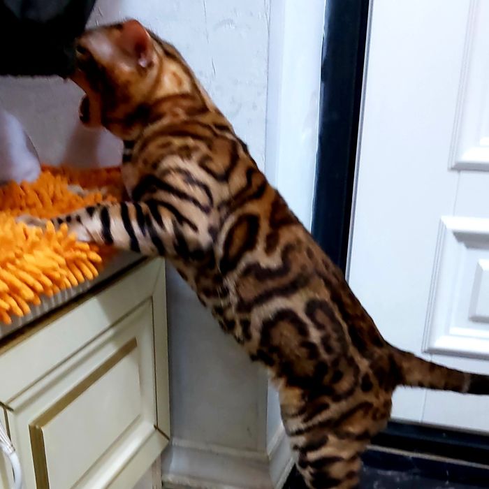 Узорчатые Бенгальские "котята". В Алматы