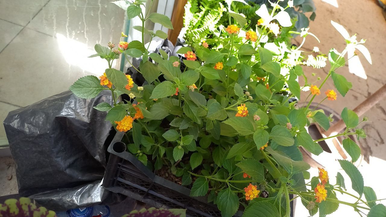Lantana guli ko'chatlari sotiladi