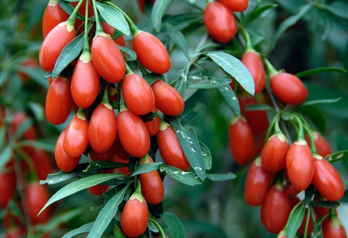Goji la SUPER pret