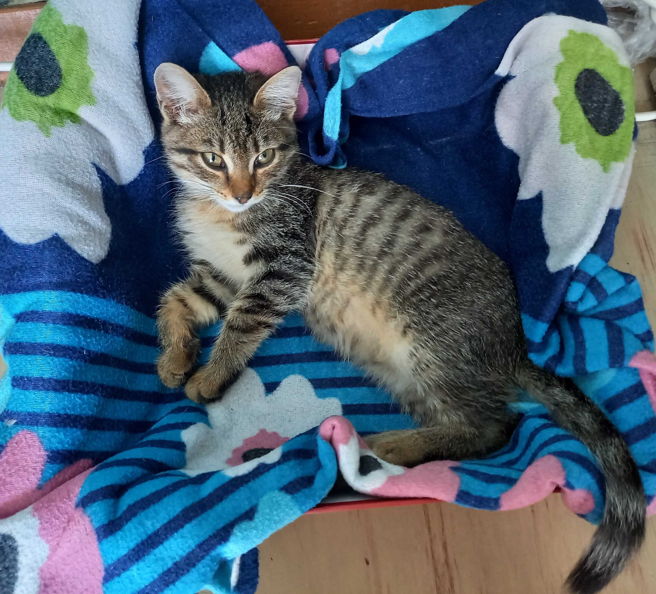 Ищем дом котенку