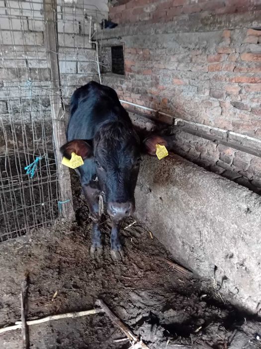 Vițele Angus + metis pentru reproducție sau carne – preț avantajos!