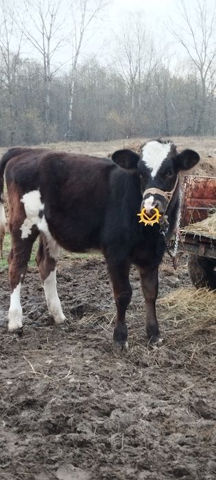 Vând vițea brună de Maramureș