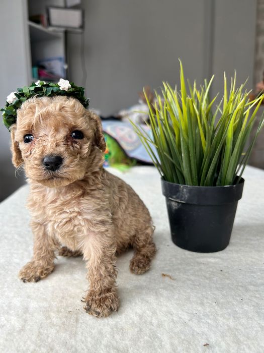 Продавам 4 женски и 2 мъжки мини пудела.