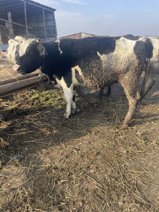 Vând 3 junici la prima fătare au 5-6 luni vițelul in ele fata de drept