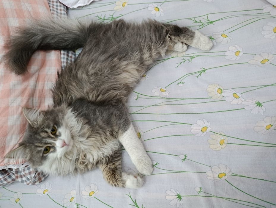 Отдам домашнего котенка даром в хорошие руки