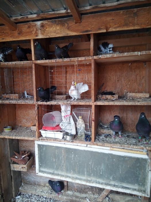 Vând porumbei mai multe rase