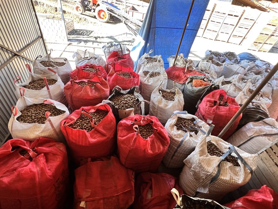 Vând cartofi consum , sãmânța și cartofi pentru animale , încantități