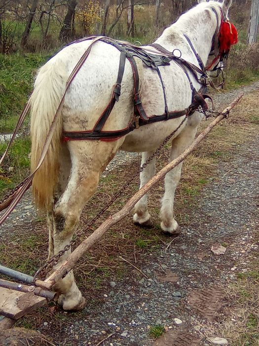 Vind armasar sau schimb cu iapa