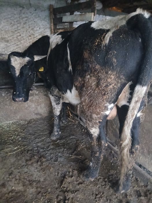 Tauras de vânzare mai multe detalii la telefon