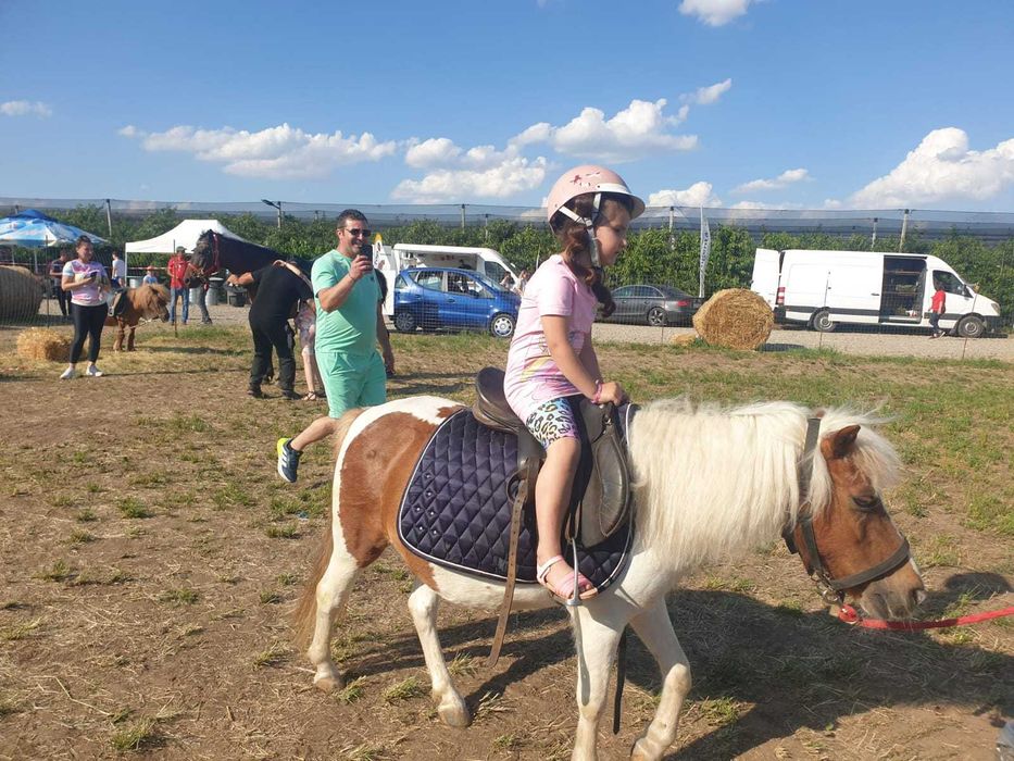 PLIMBARI cu PONEI pentru EVENIMENTE PRIVATE Bucuresti si imprejurimi