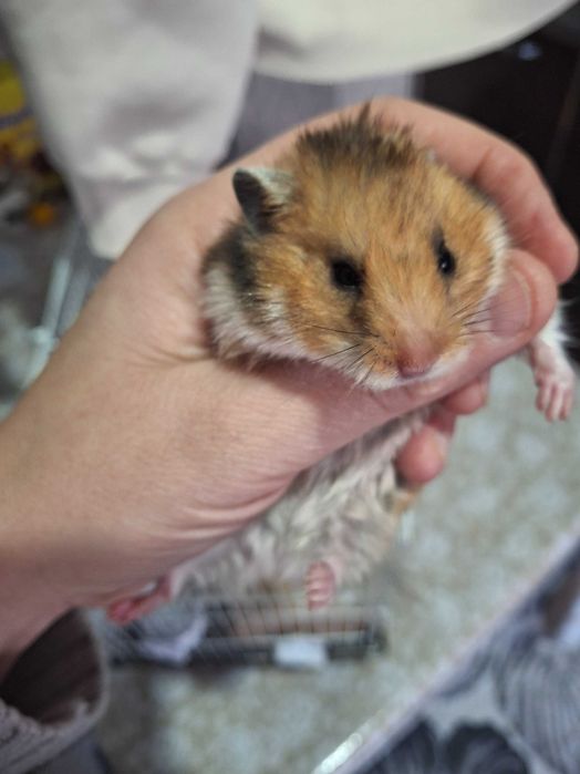 Продам клетку с хомячками