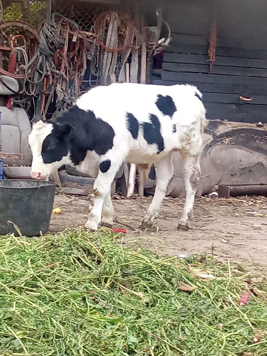 Vand vitel de 4 luni de tinut sau de taiat