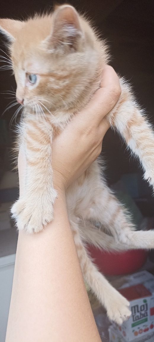 Отдам котят бесплатно
