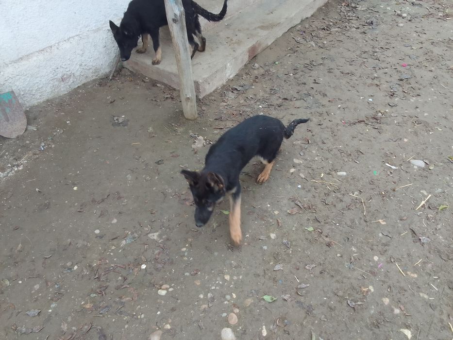 Catei  ciobanesc german cu 3 vacinuri facute si carnete