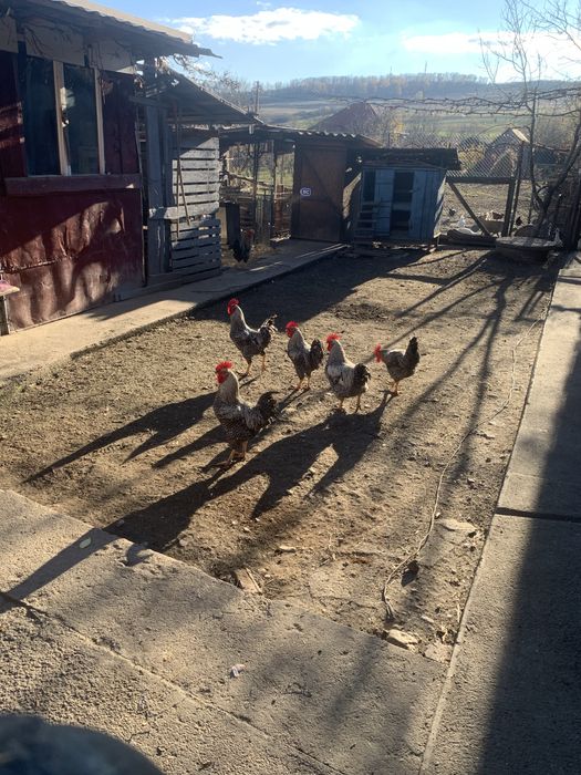 Vand cocosi si iepuri rasa mixta