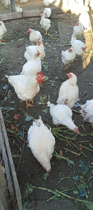 Găini de carne,de vânzare,Harmanestii Vechi