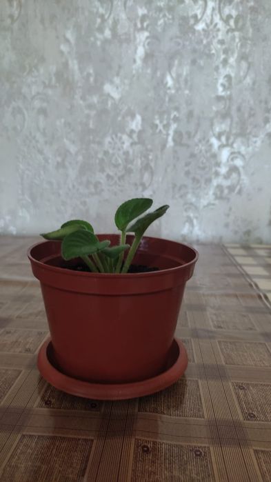 Продам фиалки белые