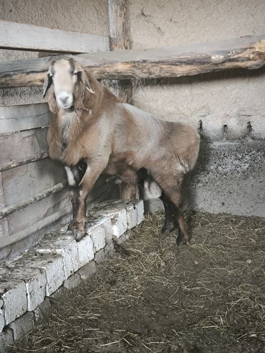 Кочкор арашан сотилади