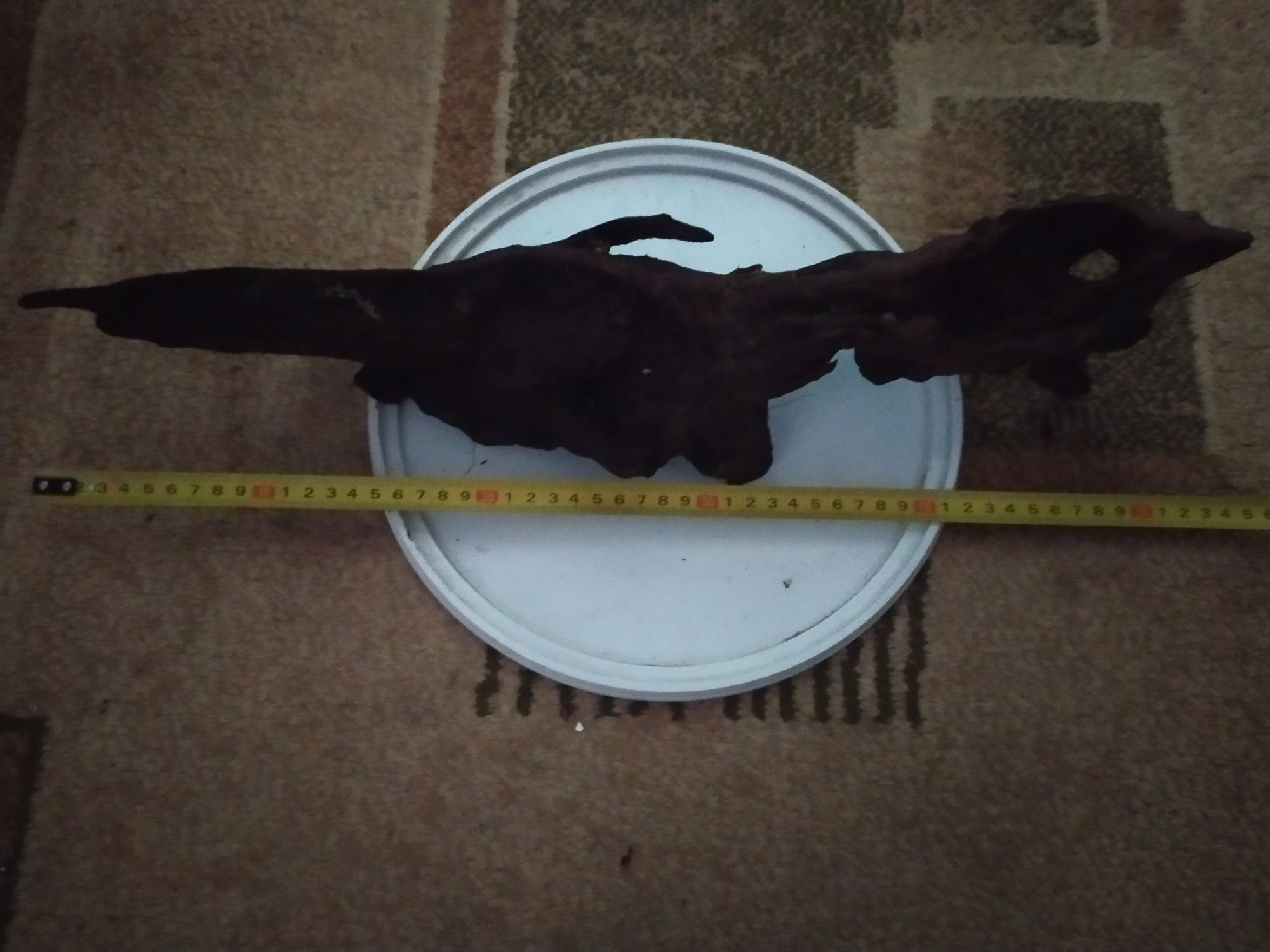 Мангровая коряга длиной полметра.