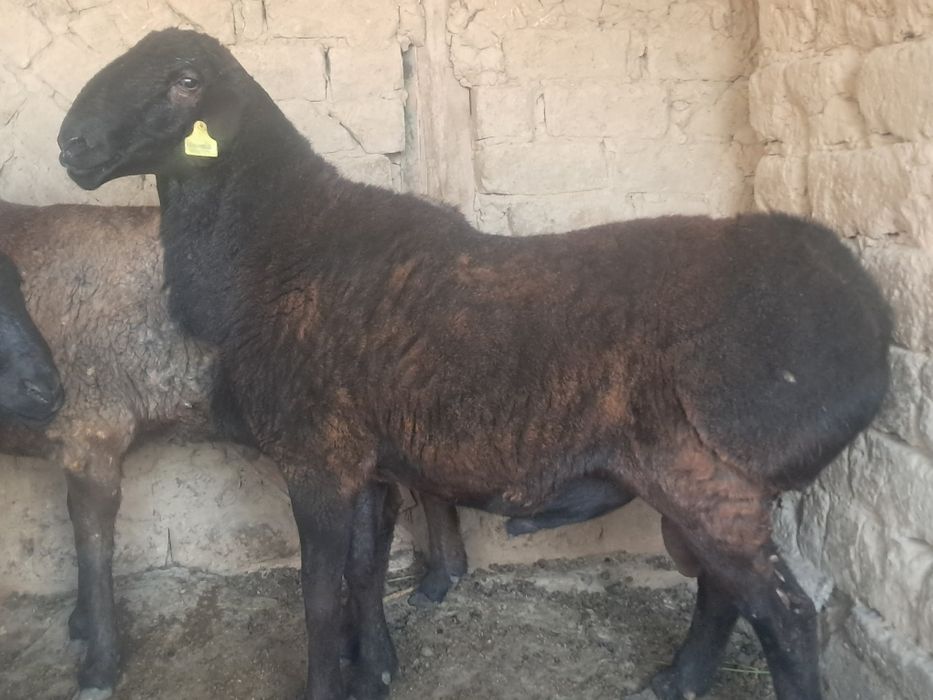 Кучкор сотилади соглом