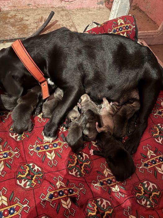 французкий бульдог