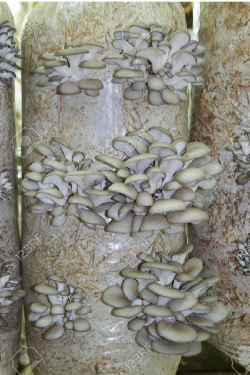 Compost ciuperci pleurotus