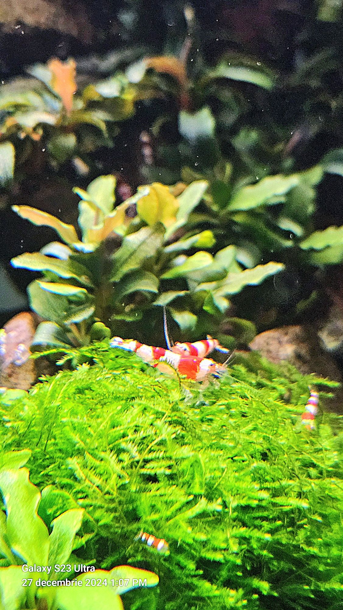 Creveti Red Crystal