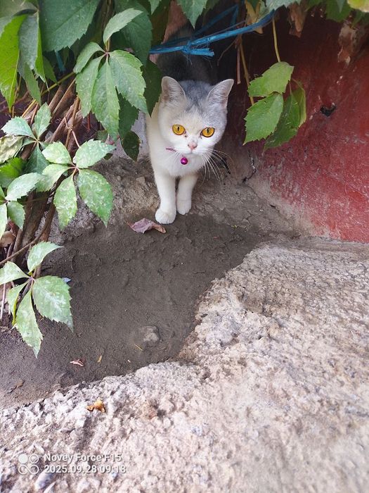 Mehribon ona mushuk sotiladi aqli yuvosh