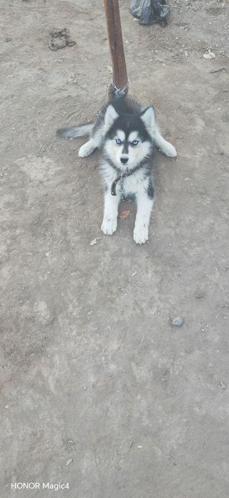 Xaski chisti toza zotli 2 oylik