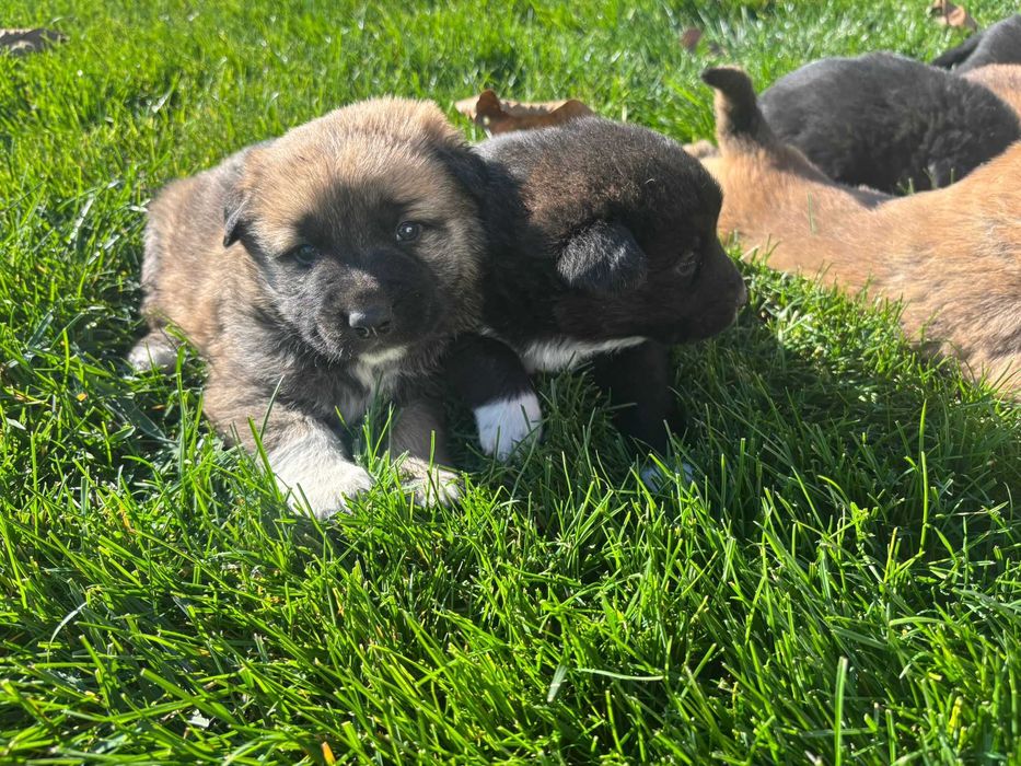 Ofer spre adoptie 7 catelusi super simpatici