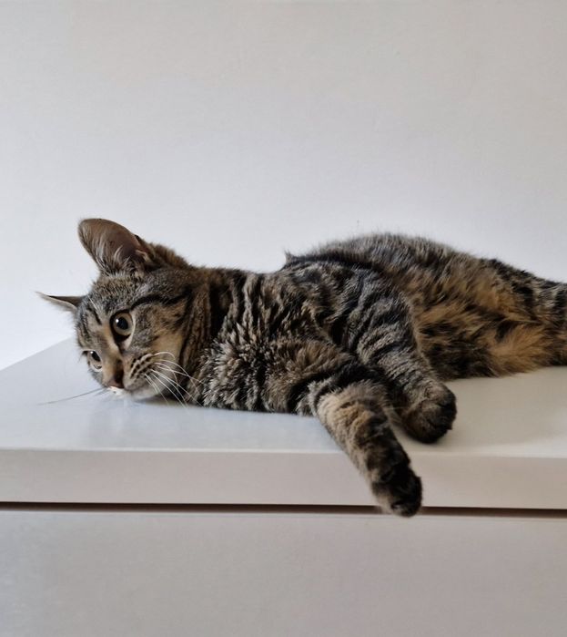 Мъжко котенце на около 5 месеца