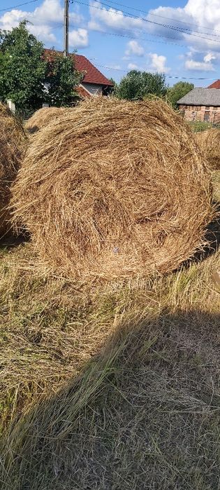 Vind baloti fin, fan . Productie an 2025