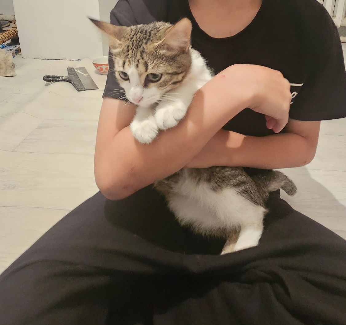 Кошки милые девочки