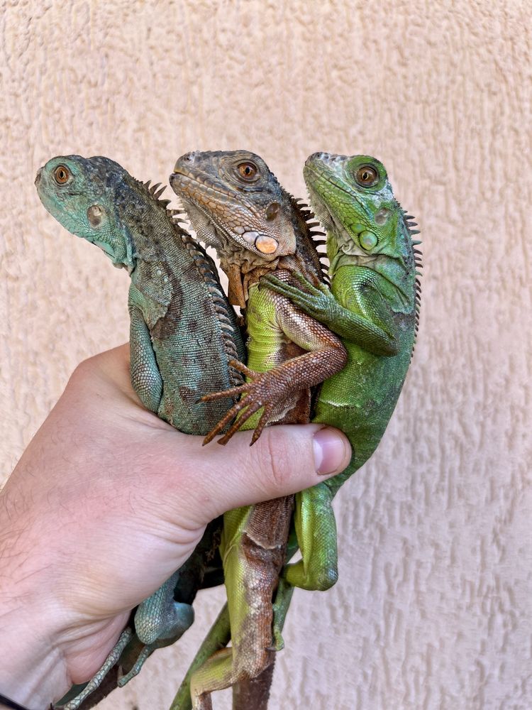 Iguana albastră Grand Cayman