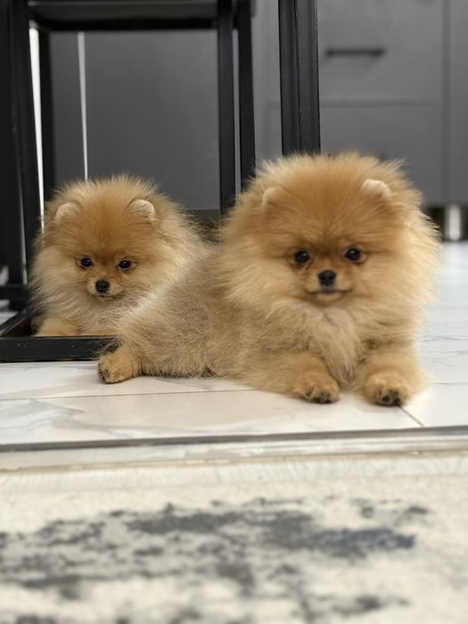 Померанский шпиц (крохотные девочки)