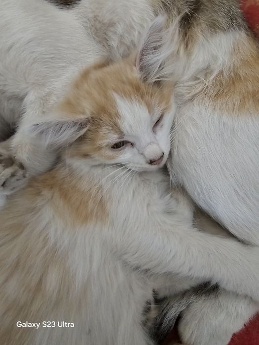 Котята домашние.