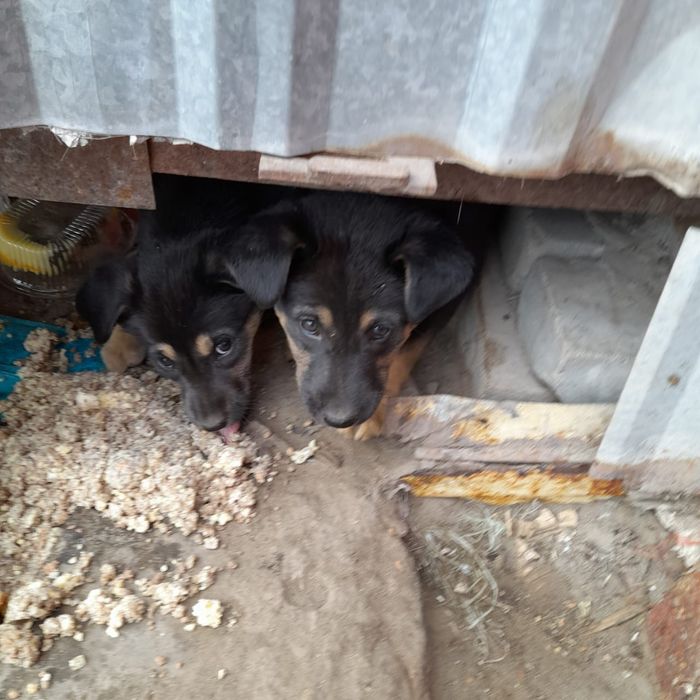 В добрые руки щенята