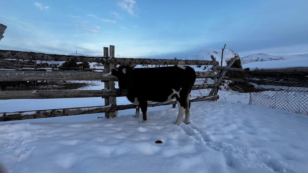 Сиыр сатыладыыыыыы