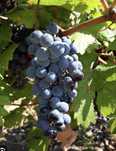 Struguri de curte pt vin in Alba Iulia