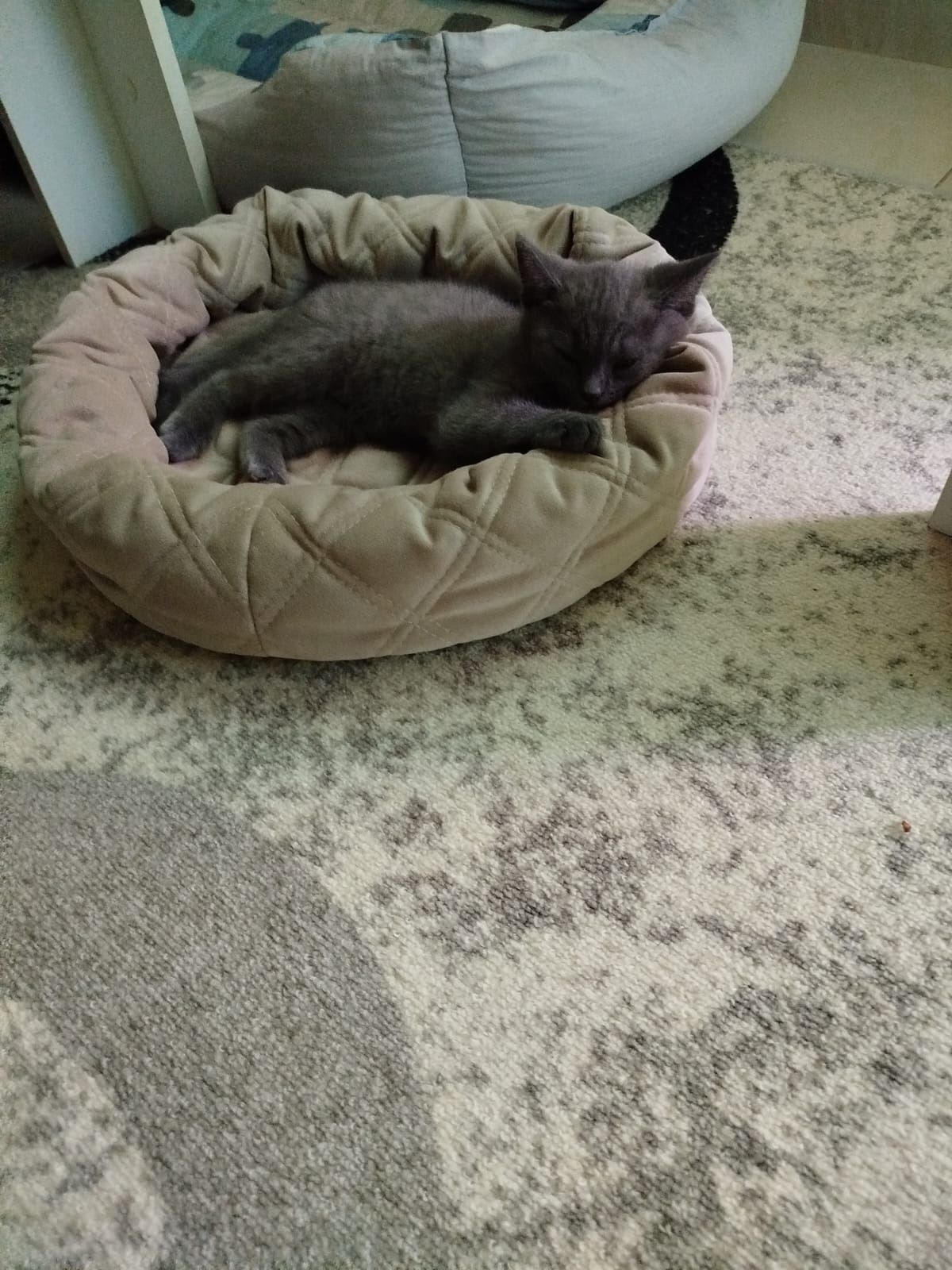 Британски котета