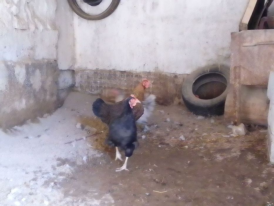 Tovuq va induk utka   товук, индук утка