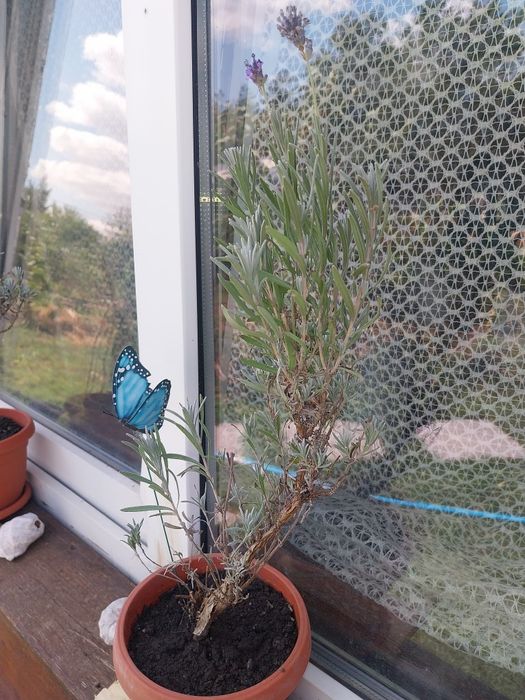 Lavanda la ghiveci înflorește primăvara și toamna