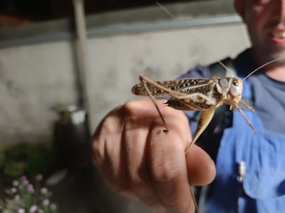 Живи скакалци за храна