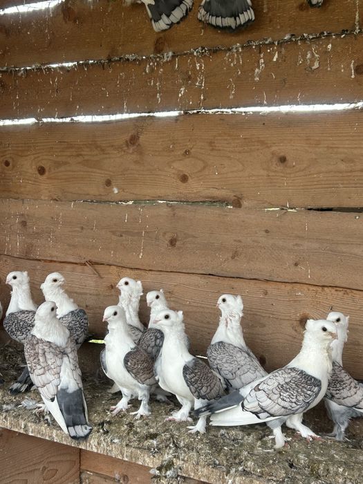 Porumbei satineti de vanzare