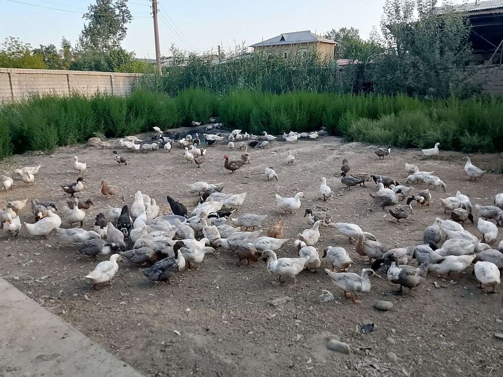 Голубой фаворит урдаклар сотилади.