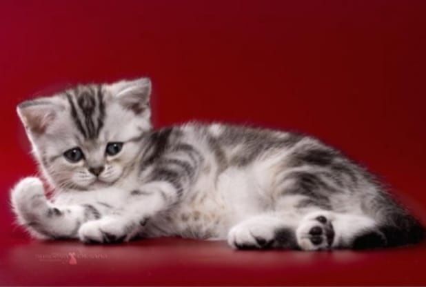 Котята чистокровные
