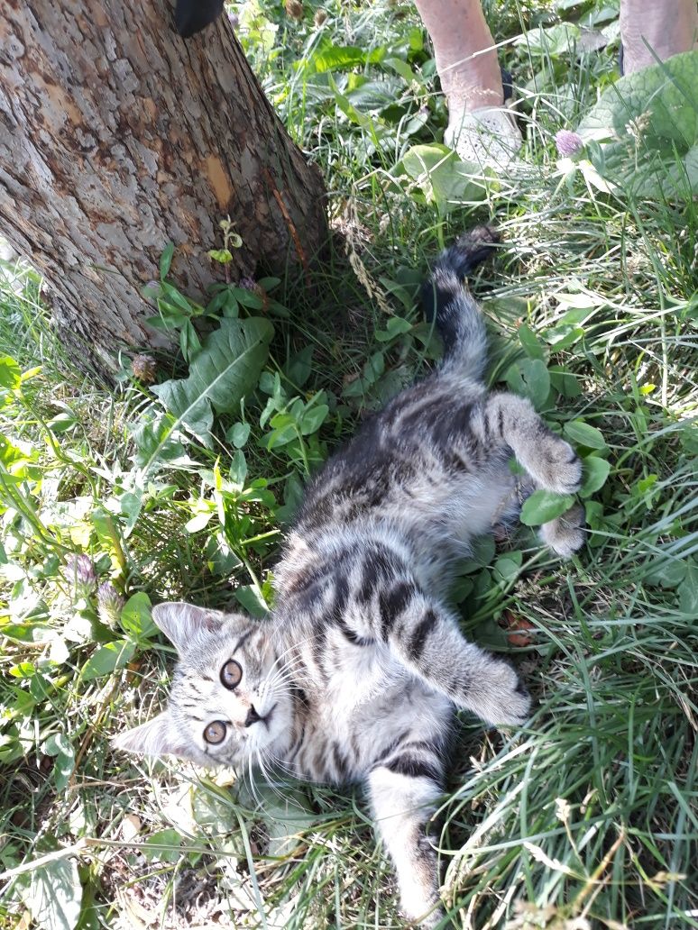 Отдам в частный дом доброму хозяину